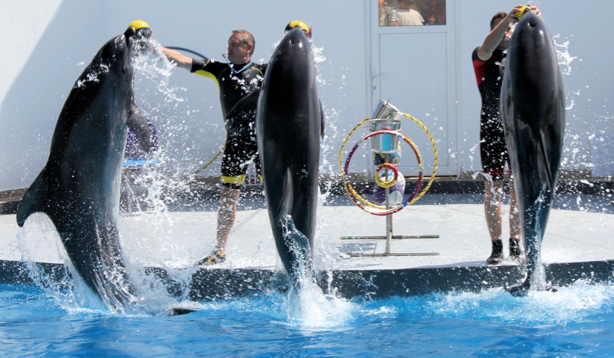 Antalya Sea Lions and Dolphin Show